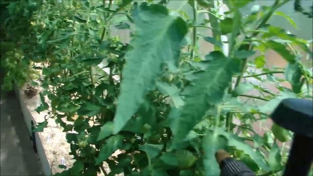 УВЕЛИЧИВАЮ КОЛИЧЕСТВО ЗАВЯЗЕЙ У ТОМАТОВ! смотреть онлайн