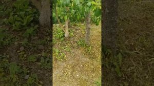 Груша - Просто Мария - теряет 40% завязей каждый год.