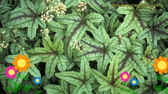 Гейхерелла Кимоно. Краткий обзор описание характеристик где купить рассада heucherella Kimono