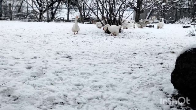 САМАЯ ОГРОМНАЯ ПОРОДА ГУСЕЙ! ГУСИ ВЕЛИКАНЫ ПО 15 КГ! ОЧЕНЬ КРАСИВЫЙ И КРУПНЫЙ ГУСЬ! МУСКУСНЫЕ УТКИ смотреть онлайн