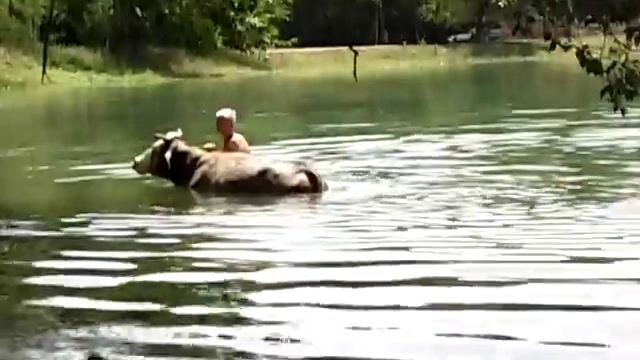 Корова плавает! смотреть онлайн