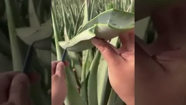 Le gel aloe vera pur Eurodium bio смотреть онлайн