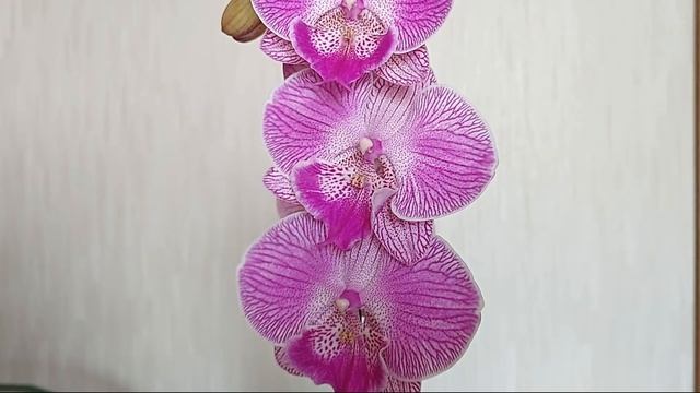 Орхидея фаленопсис Pippi Langkous. Уход за орхидеей после покупки смотреть онлайн