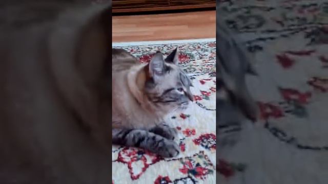 Клип ( Чтоб вы пели и плес...) смотреть онлайн