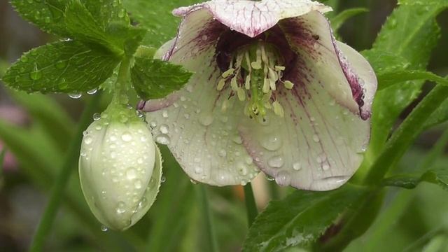 Цветут цветы для милых дам! Пожелания без повода... смотреть онлайн