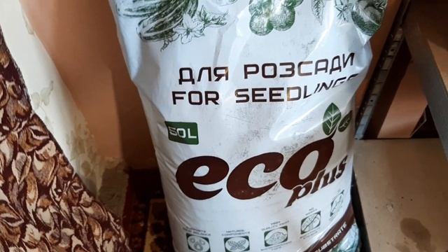 Все о лаванде. Рекомендации по выращиванию лаванды с семян. смотреть онлайн