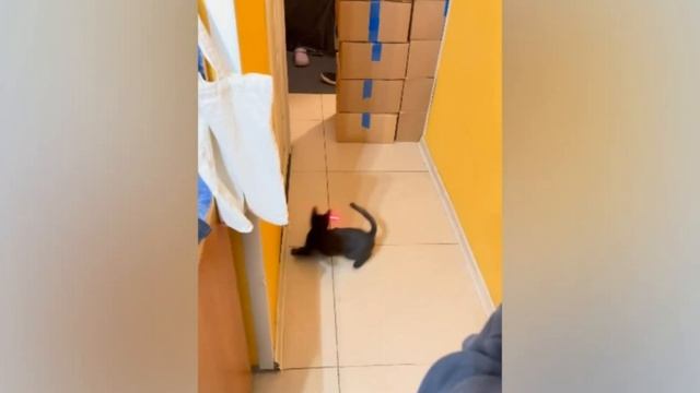 Кошки играют с лазерной указкой смотреть онлайн