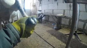 Как подстричь копыта козе - правильно и быстро.