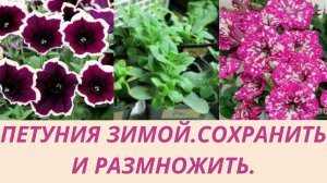 Вегетативная петуния.Черенкование петунии. Размножение петунии черенками. Болезни петуний.Лечение.