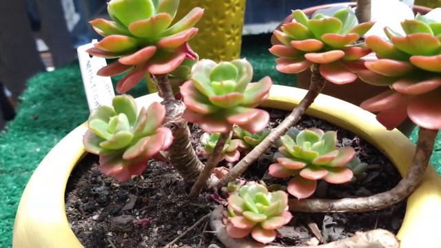 🌲 Suculentas em Formato de Árvore! Albicans, Híbrida de Paula, Mini Jade Variegata • Lelis com Amor смотреть онлайн