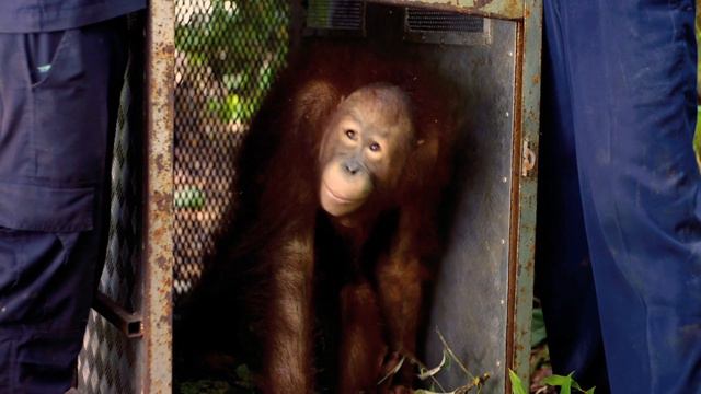 Born to Be Wild "HD Traier" смотреть онлайн