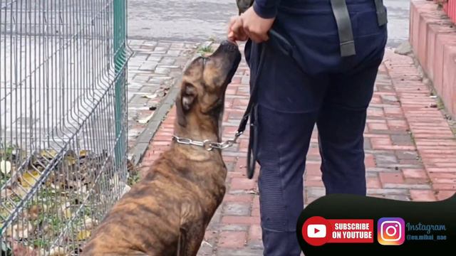 Bulldog Spaniol (Alano Spaniol) | Educatia cu o femela de 4 luni | by Mihai Nae смотреть онлайн