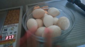 Инкубация индюшиных яиц по шагам для чайников / 6-14 сутки