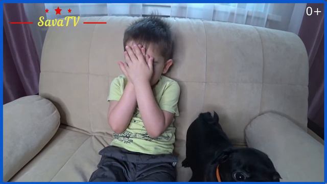 Знакомство с породой мопс. Рассказывает специалист по животным, Савва. смотреть онлайн