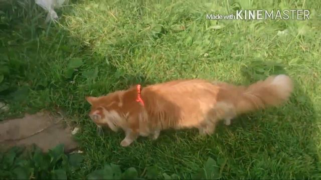 Мейнкун красный мрамор, Екатеринбург смотреть онлайн