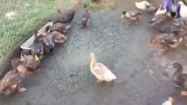 Откорм уток на мясо смотреть онлайн