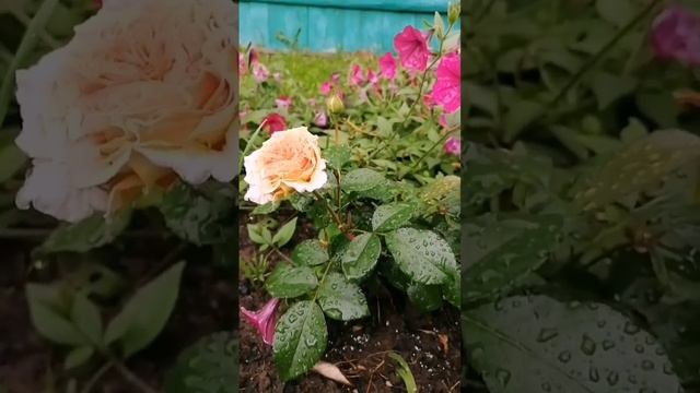 ПЕРЕСОРТ! от Delivery Plant( Но она не виновата, что что ждали Морсдаг Оранж. А кто же она? смотреть онлайн