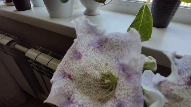Глоксиния из семян, цветение, новая расцветка. смотреть онлайн