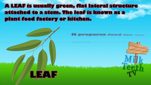 Parts Of Plants | Different Parts Of Plants | Part Of Plants And Their Functions | Parts Of A Plant