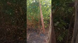 забор из горбыля с калиткой на даче . 2022.09.07