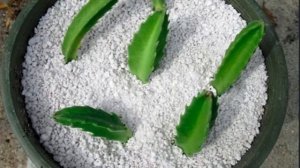 Стапелия цветок — уход в домашних условиях