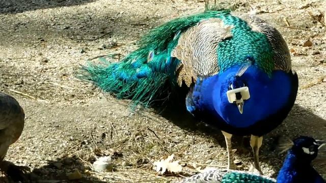 ГЕЛЕНДЖИК 2022. МИР ПТИЦ. ПАВЛИНЫ. ЖИВОТНЫЕ САФАРИ-ПАРКА смотреть онлайн