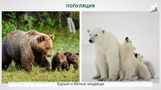 Вид. Критерии вида. Популяции смотреть онлайн
