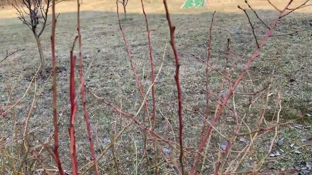 Весенняя обрезка голубики. Правила и приемы обрезки. смотреть онлайн