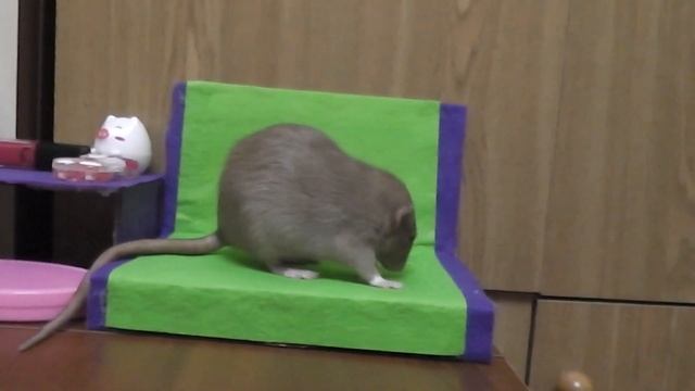 Крыска кушает сыр на своем диванчике смотреть онлайн