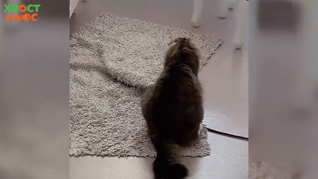 Почему кошка машет хвостом? смотреть онлайн