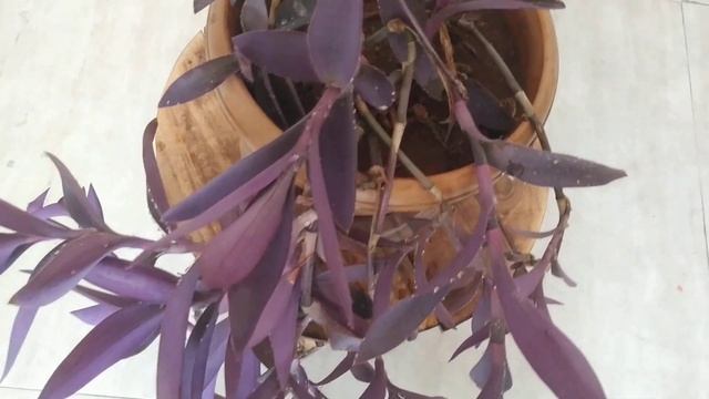 PURPLE HEART || ZERO MAINTENANCE PLANT ||HOW TO GROW PURPLE HEART смотреть онлайн
