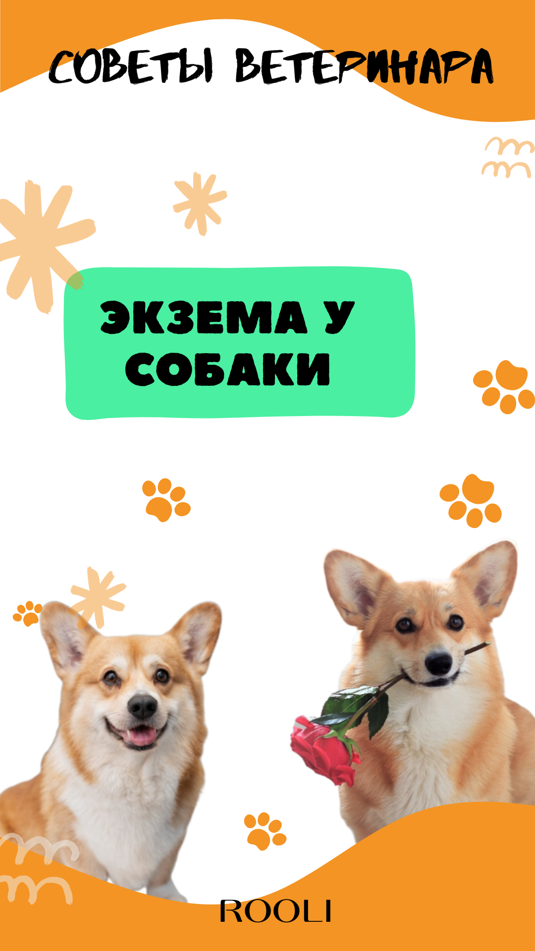 Экзема, атопический дерматит (или нейродермит) у собак. Симптомы, причины болезни кожи у собаки. смотреть онлайн