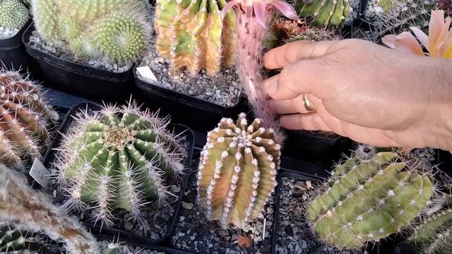 Чудесные эхинопсисы с огроменными цветами.Конец лета..Kakteen. смотреть онлайн