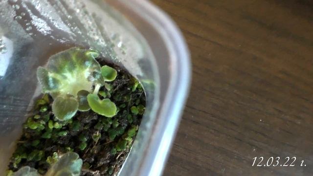 Подведение итогов эксперимента с торфом Агробалт С и Greenworld