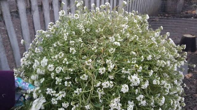 Знаете этот цветок? Это вегетативный алиссум сноу принцесс.