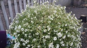 Знаете этот цветок? Это вегетативный алиссум сноу принцесс.