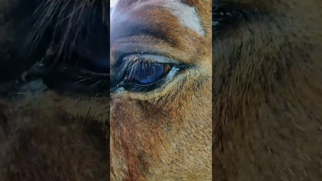 Setaria digitata in horse смотреть онлайн