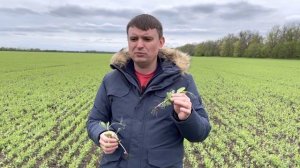 Горох 2022. Наша технология возделывания.