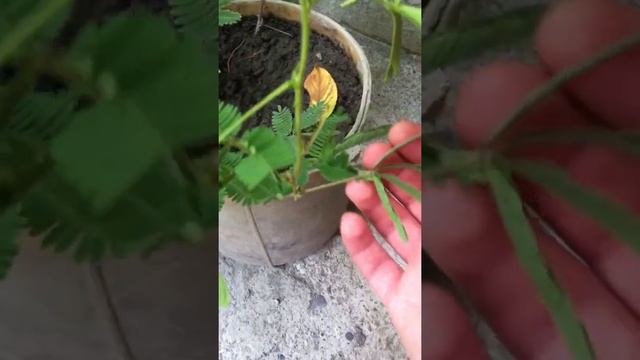 Цветок, который обижается