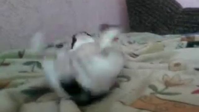 ржачная собака смотреть онлайн