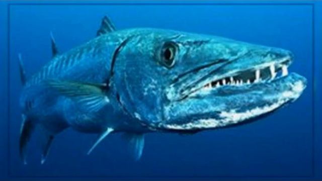 Самые опасные морские создания в мире! смотреть онлайн