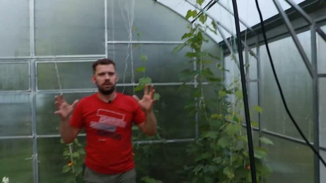 Красивая теплица павильон / Прямостенная ширина 5 метров смотреть онлайн