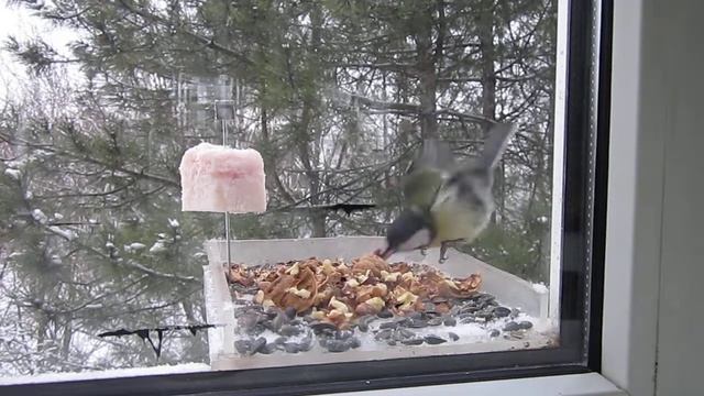 Кормушка для птиц. Синицы