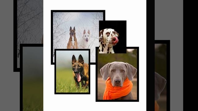 Outstanding Waltz - Vibe for Loafing Pups смотреть онлайн