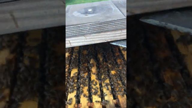 Белковая подкормка пчёл) Протеин 19.6% смотреть онлайн