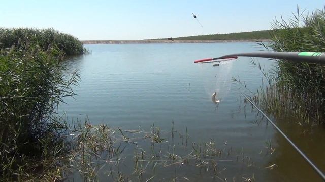 КАРП и КАРАСЬ обожают КОНОПЛЮ!Рыбалка на ПОПЛАВОК! nrg FISHING смотреть онлайн