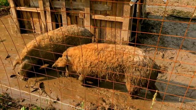 Городской житель в деревне ? Животные на ферме. Отпуск 2020 ? Часть 2. смотреть онлайн