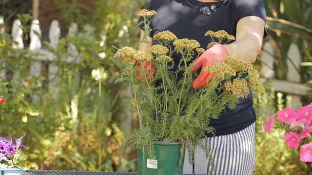 How to Cut Back Yarrow : Garden Space смотреть онлайн