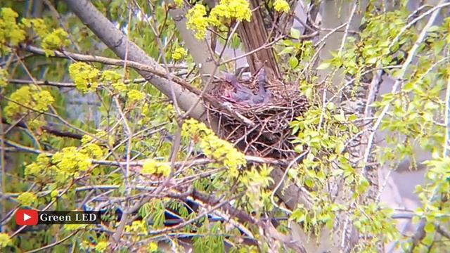 Воронята в гнезде // май 2020 // @Green LED смотреть онлайн