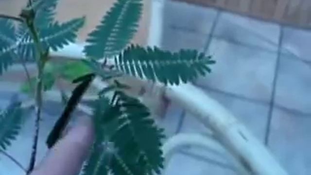 Mimosa pudica 'The Sensitive Plant' смотреть онлайн